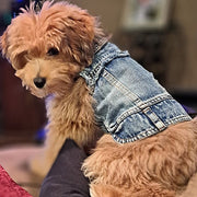 Frayed Denim Dog Jacket