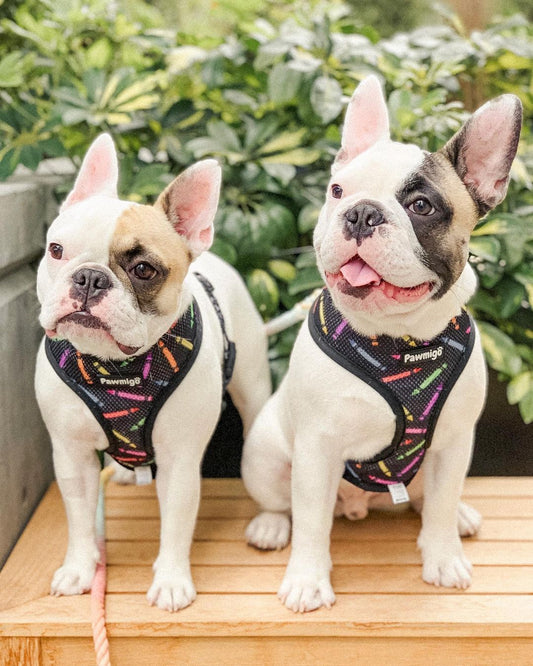 Teacher's Pet Reversible Harness - Southlake Paws