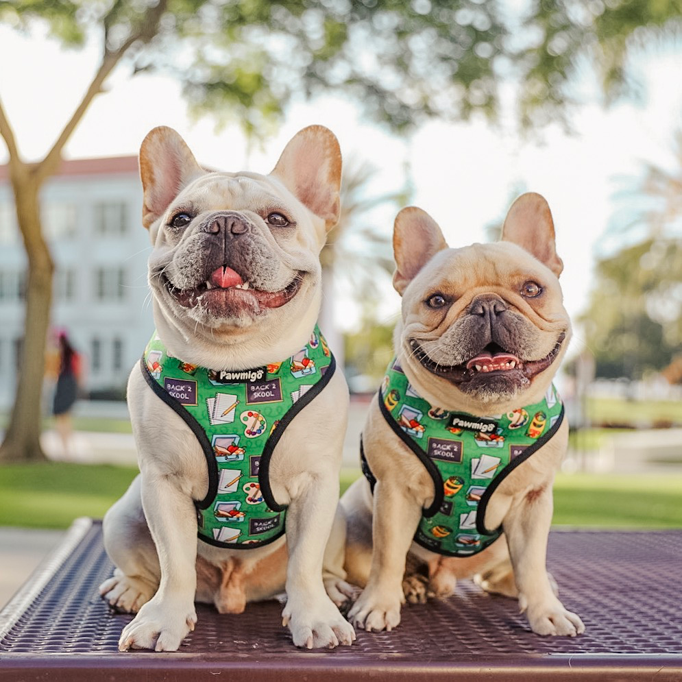 Teacher's Pet Reversible Harness - Southlake Paws