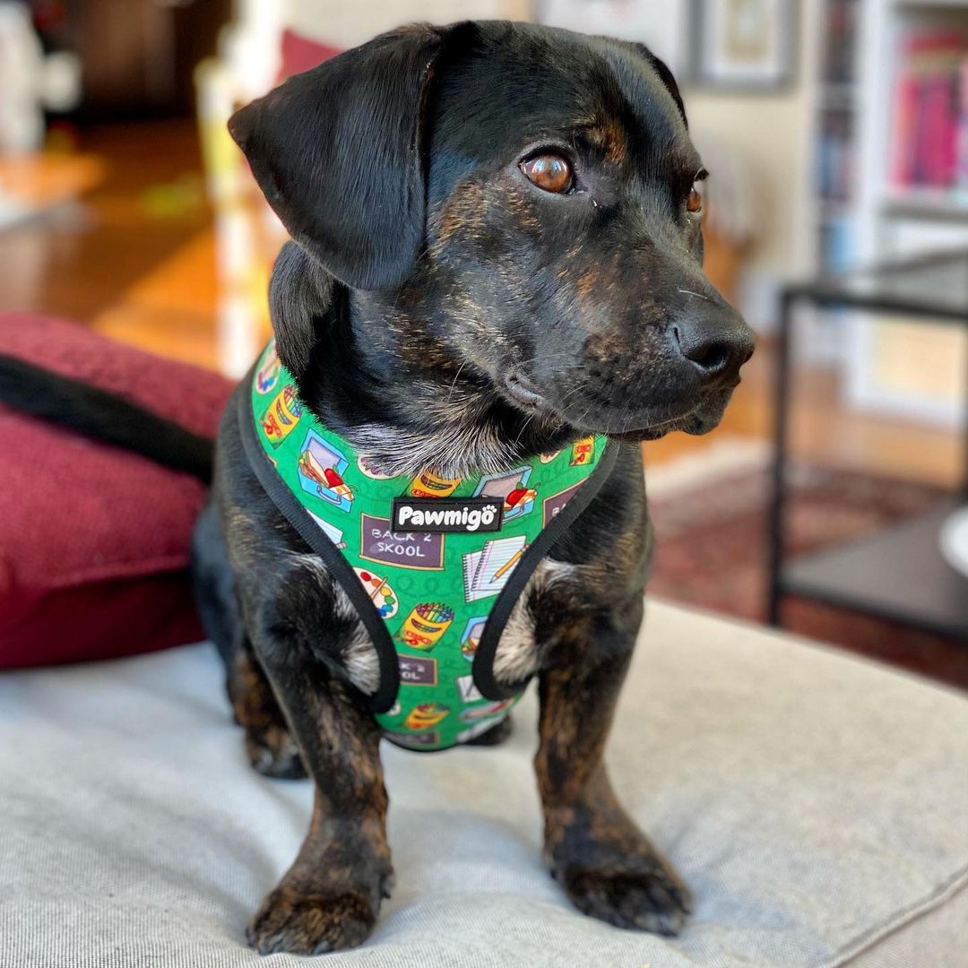 Teacher's Pet Reversible Harness - Southlake Paws