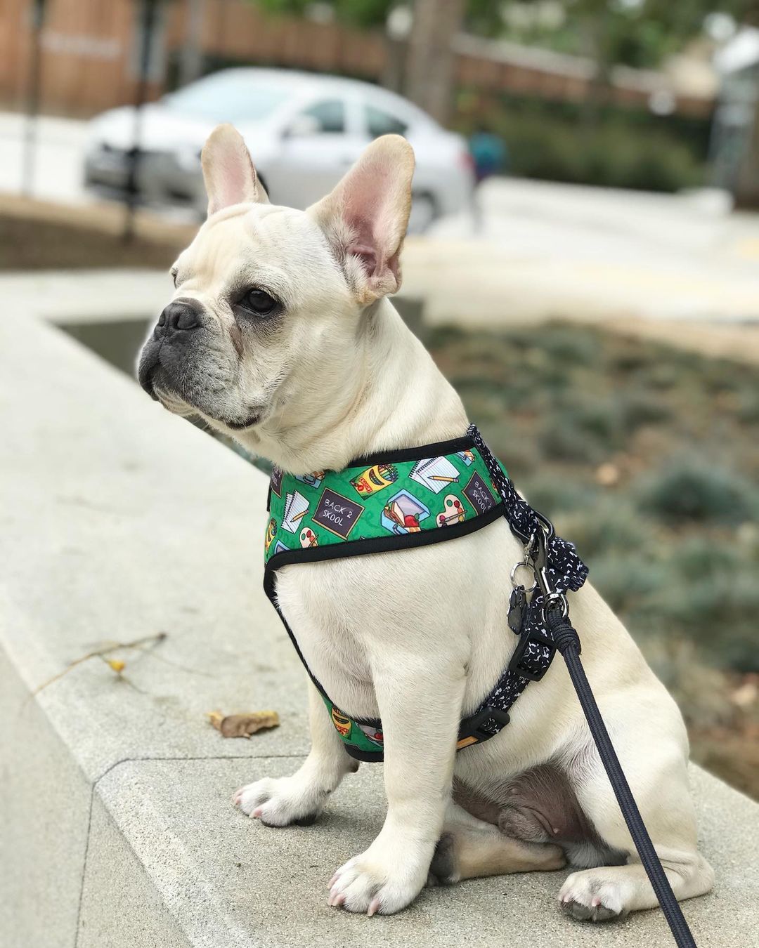 Teacher's Pet Reversible Harness - Southlake Paws
