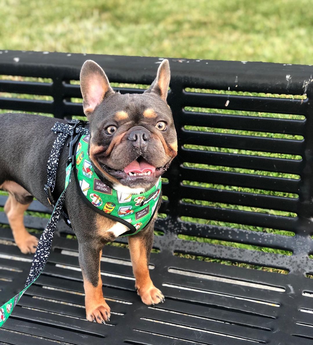 Teacher's Pet Leash Kit - Southlake Paws
