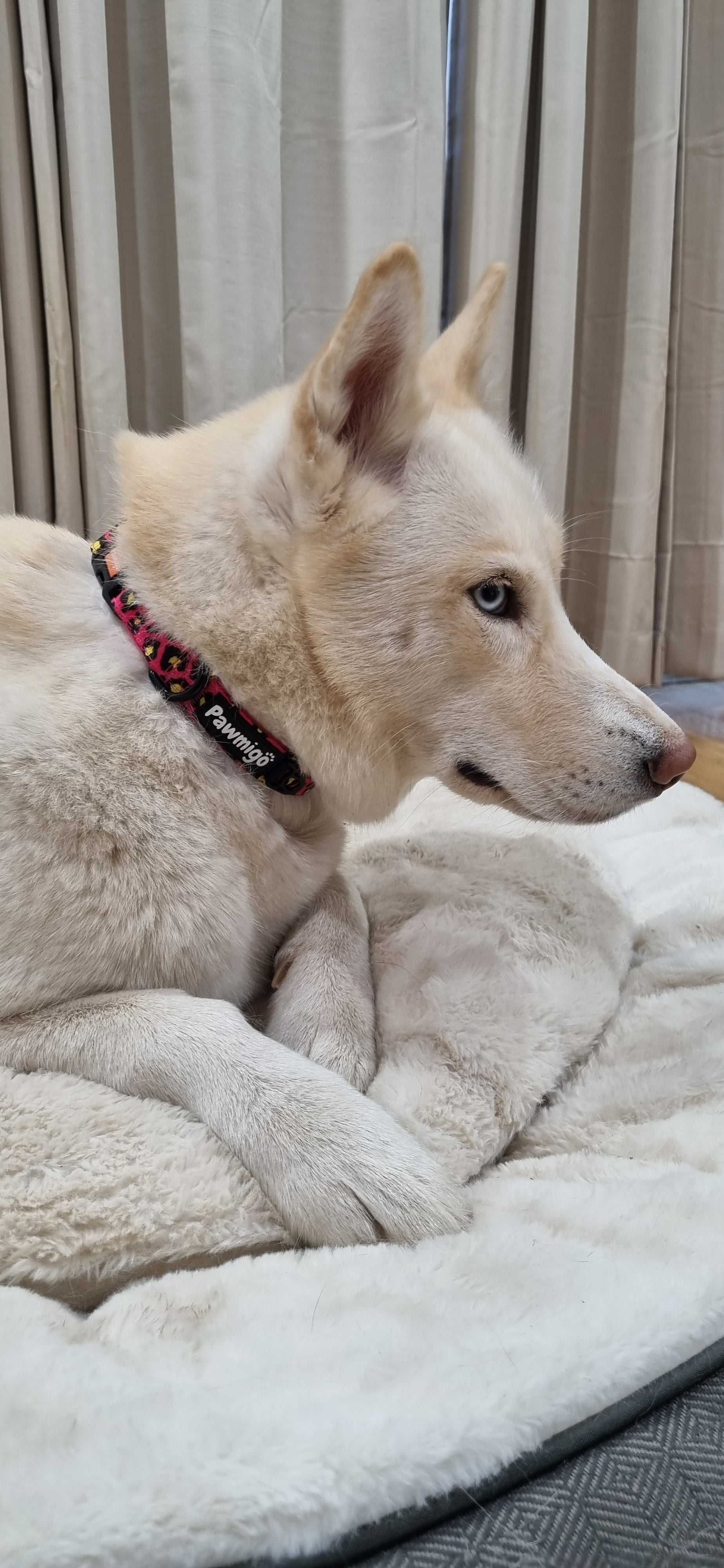90s Baby Classic Collar - Southlake Paws