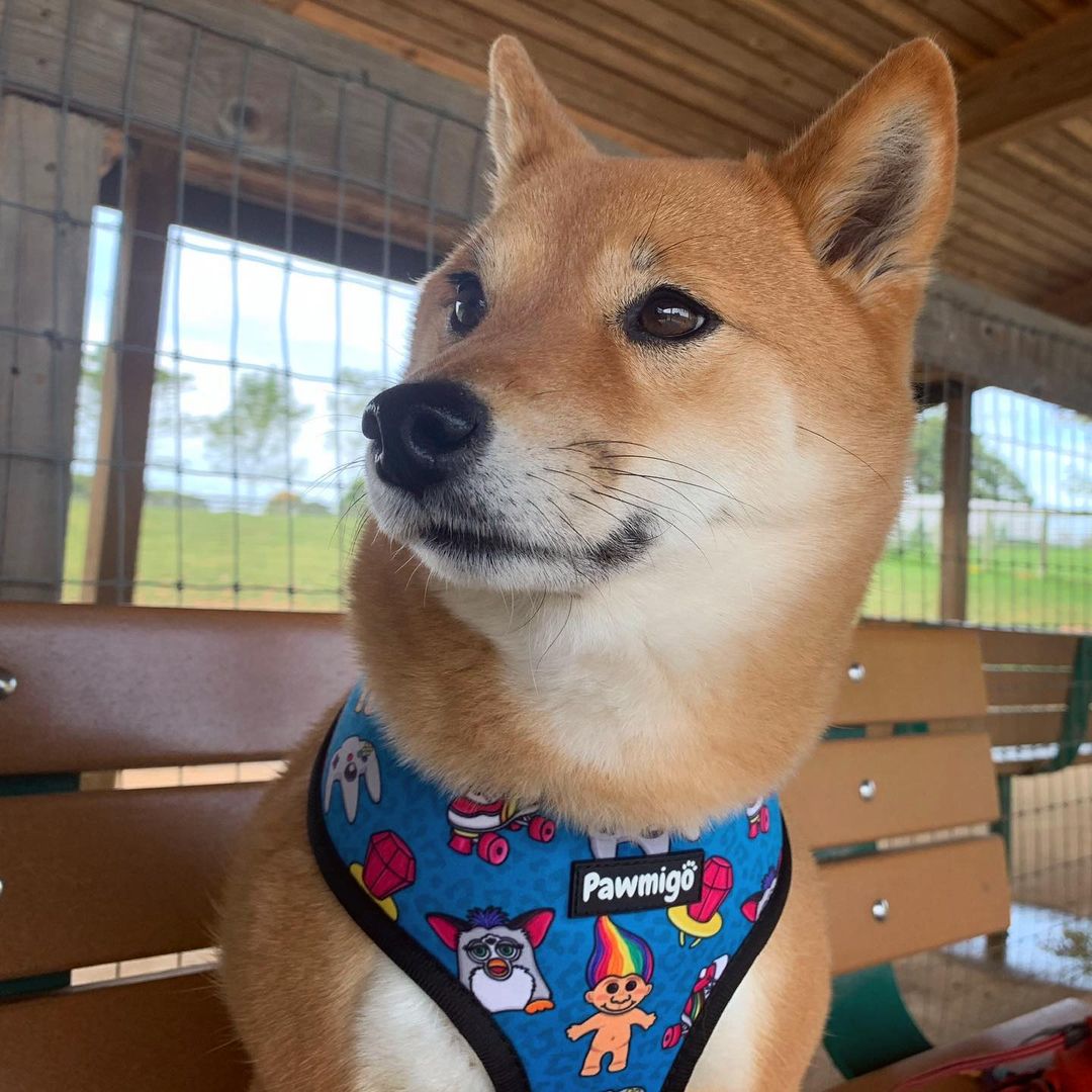 90s Baby Reversible Harness - Southlake Paws