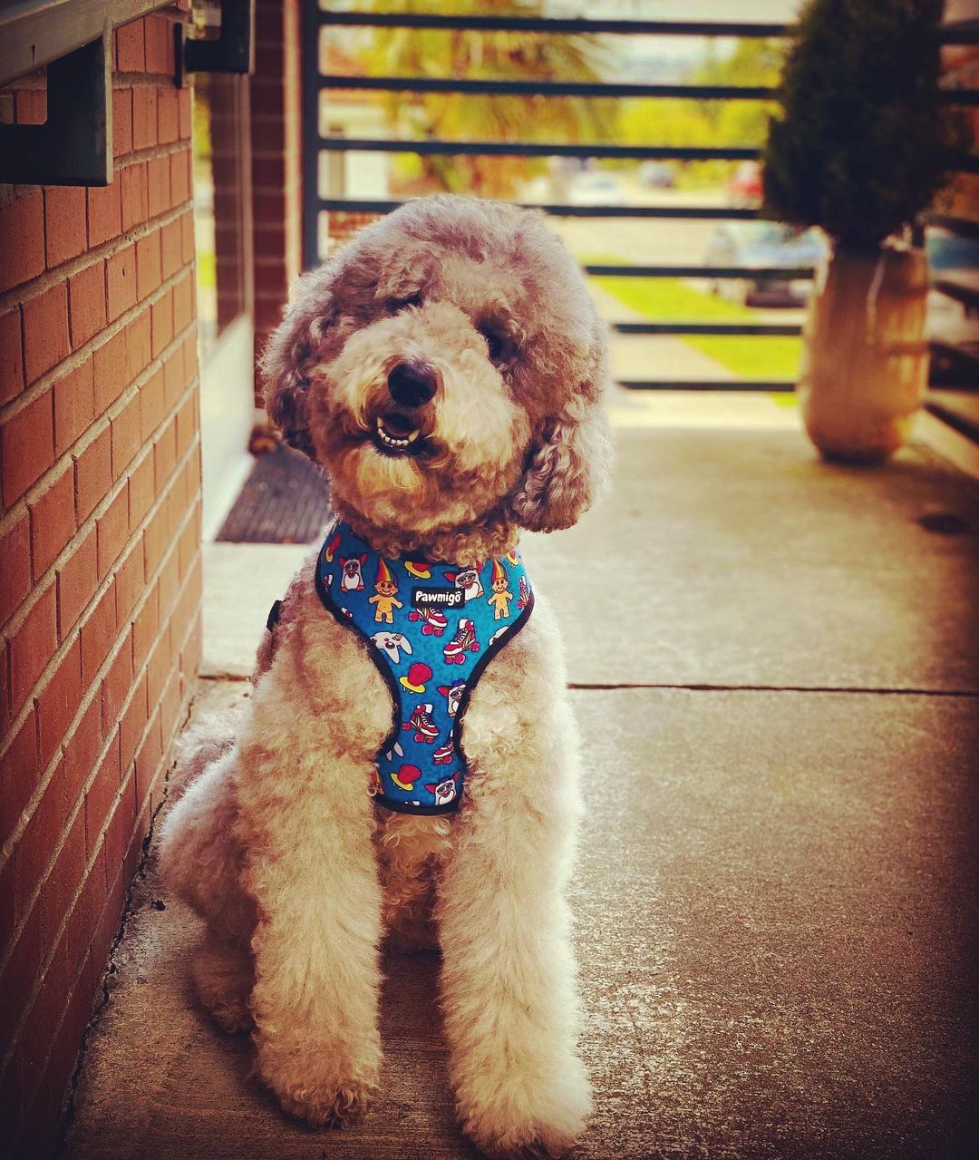 90s Baby Reversible Harness - Southlake Paws