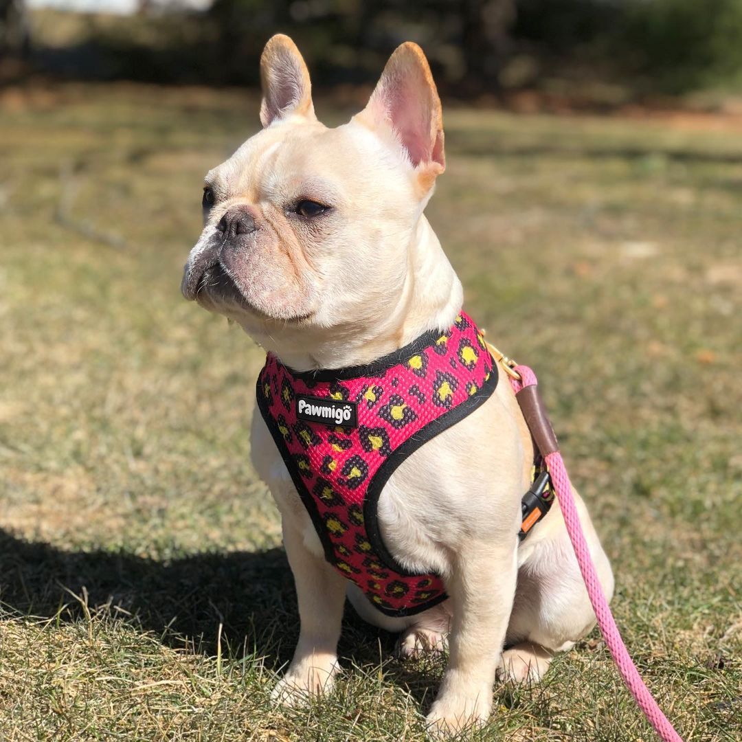 90s Baby Reversible Harness - Southlake Paws