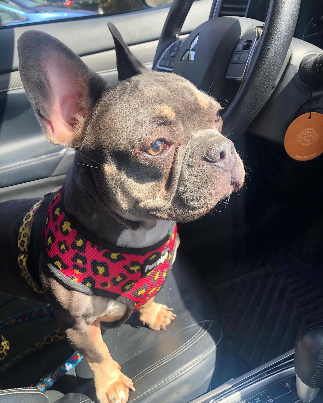90s Baby Reversible Harness - Southlake Paws