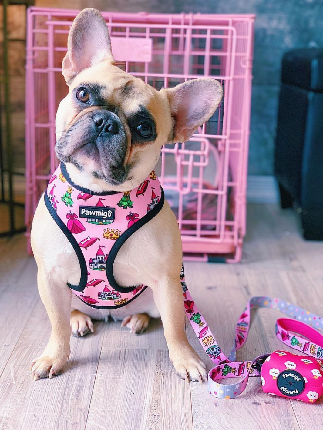 Fairytail Leash Kit - Southlake Paws