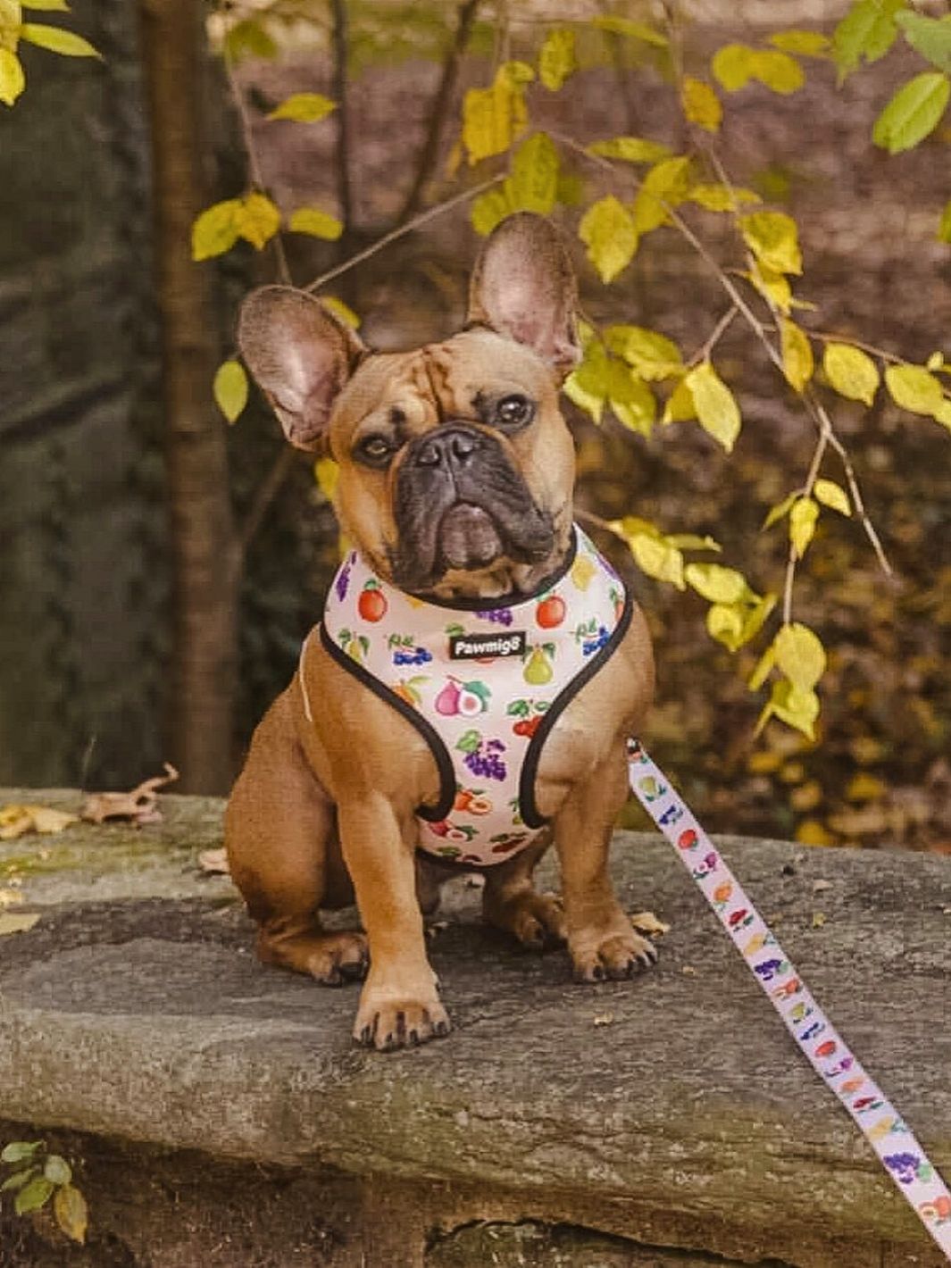 Frootie Patootie Leash Kit - Southlake Paws