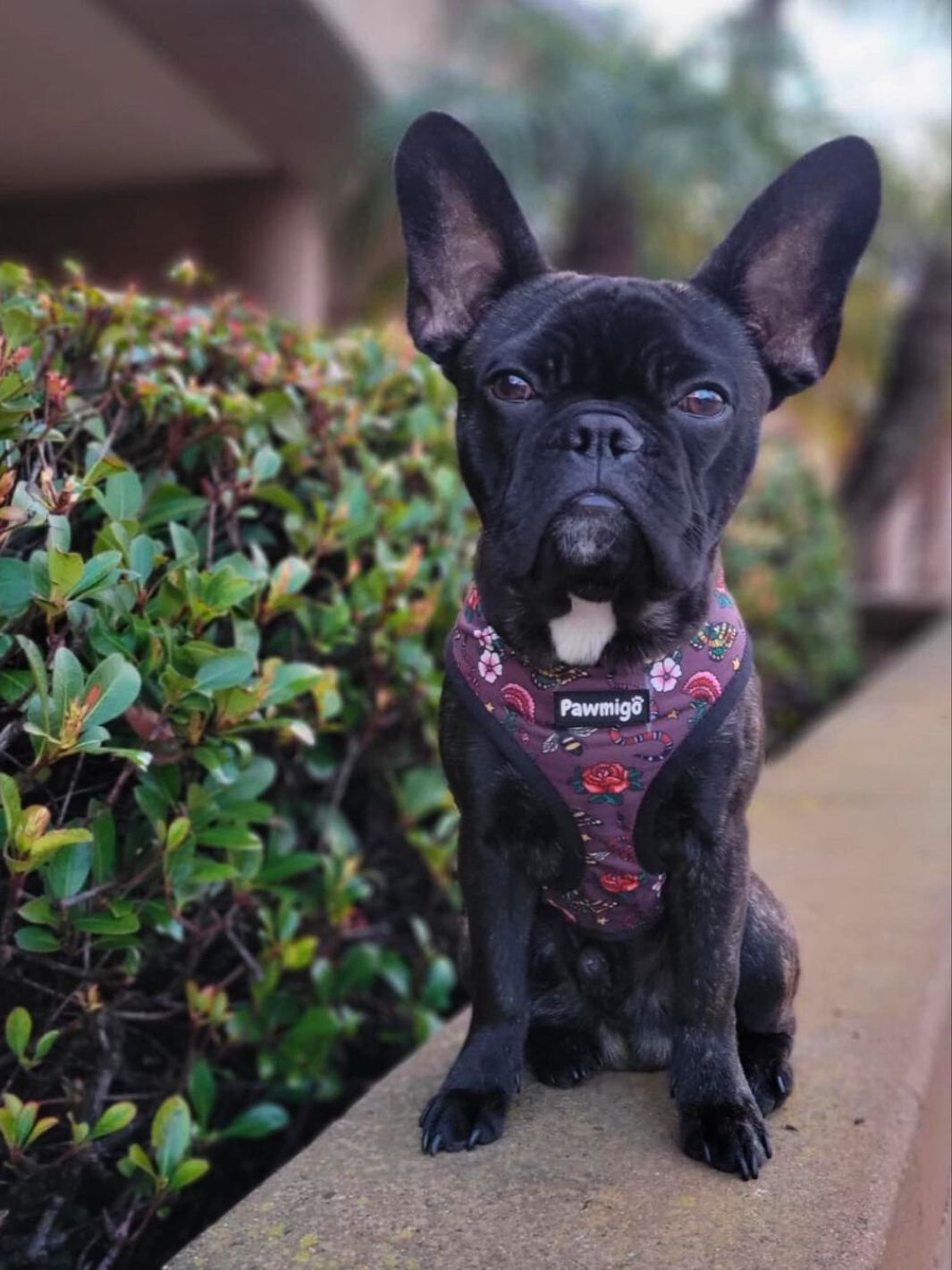 May Flowers Reversible Harness - Southlake Paws