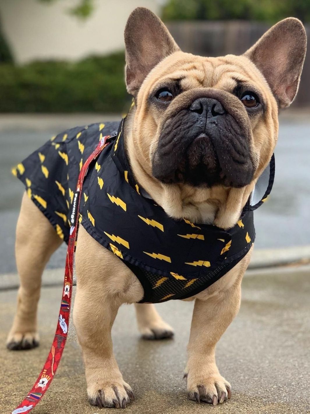Pawgwarts Poncho - Southlake Paws