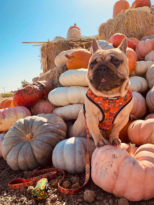Pupkin Patch Leash Kit - Southlake Paws