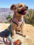 Load image into Gallery viewer, Succa For You Reversible Harness - Southlake Paws
