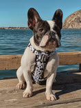 Load image into Gallery viewer, Polka Dog X-Fit Harness - Southlake Paws

