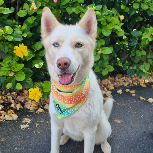 Chasing Rainbows Cooling Bandana - Southlake Paws