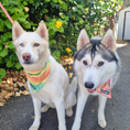 Load image into Gallery viewer, Chasing Rainbows Cooling Bandana - Southlake Paws
