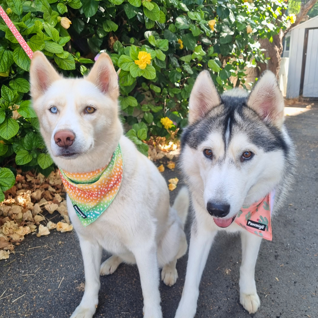 Chasing Rainbows Cooling Bandana - Southlake Paws
