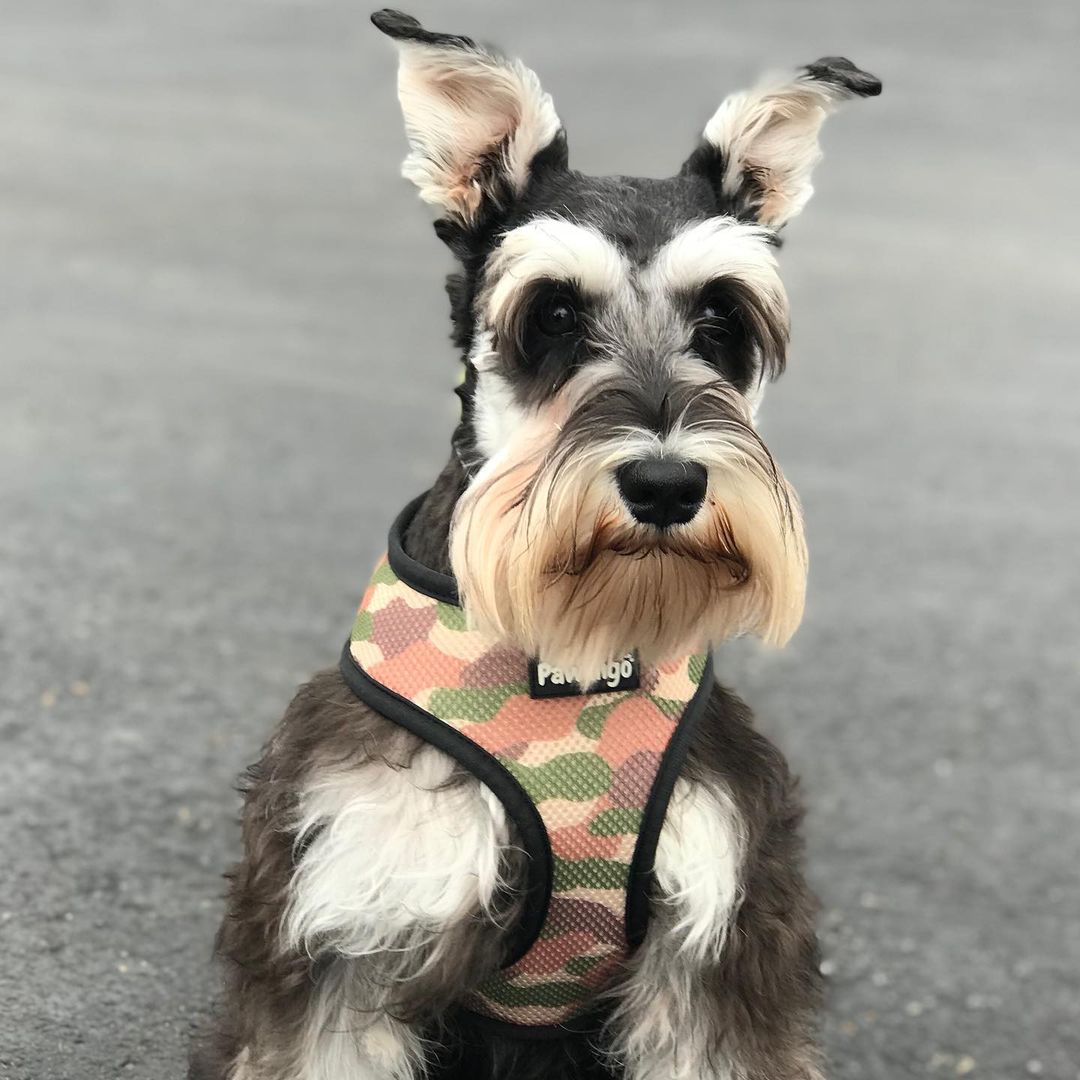 Jurassic Bark Reversible Harness - Southlake Paws
