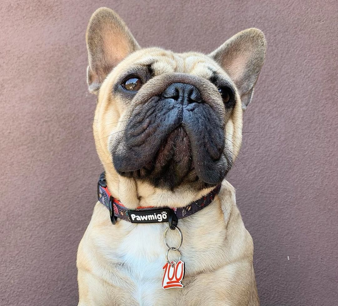 May Flowers Collar - Southlake Paws