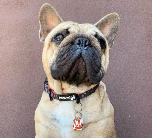 May Flowers Collar - Southlake Paws