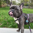 Load image into Gallery viewer, May Flowers Free-Fit Harness - Southlake Paws
