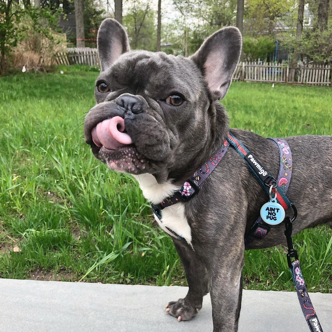 May Flowers Free-Fit Harness - Southlake Paws