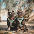 Load image into Gallery viewer, Muddy Paws Reversible Harness - Southlake Paws
