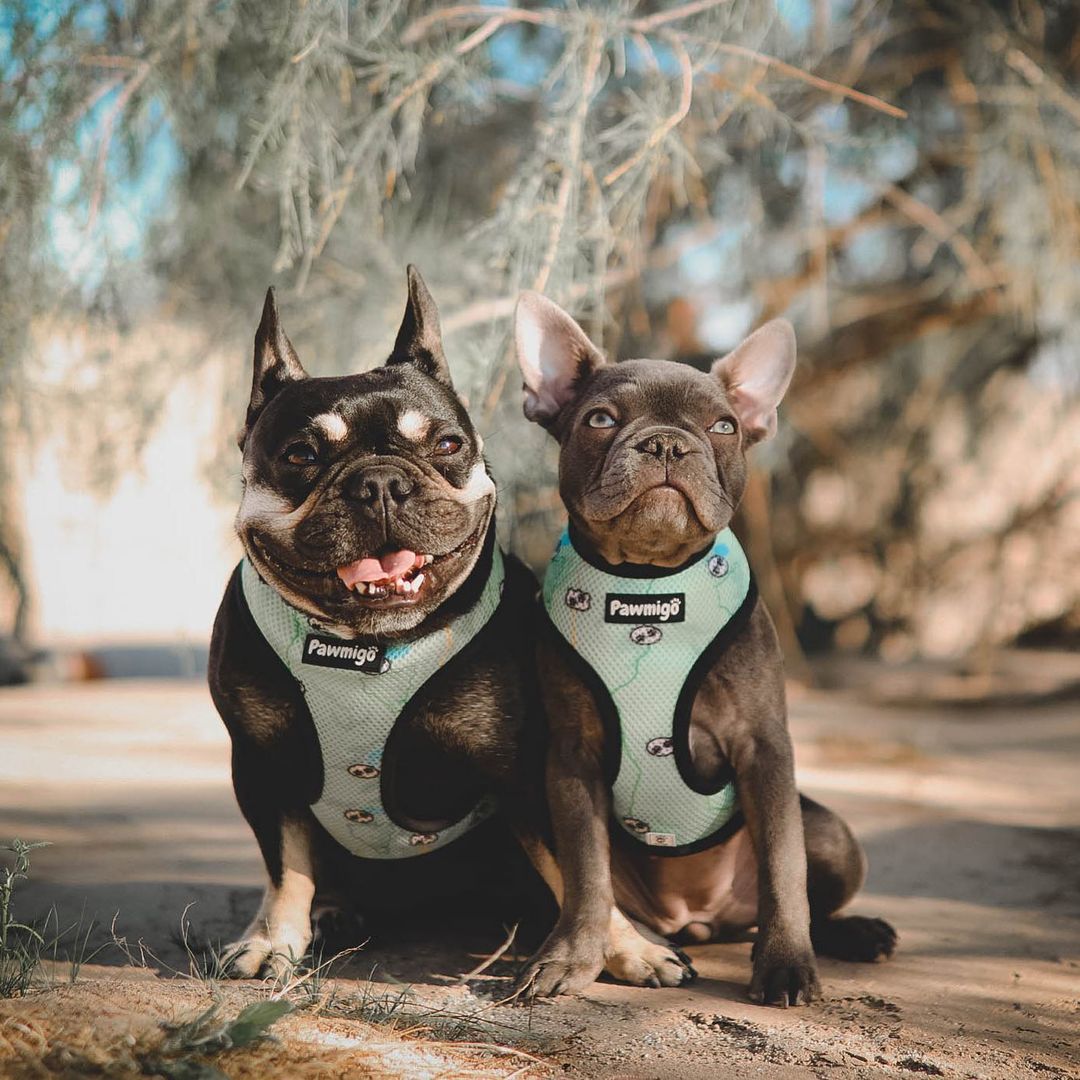 Muddy Paws Reversible Harness - Southlake Paws