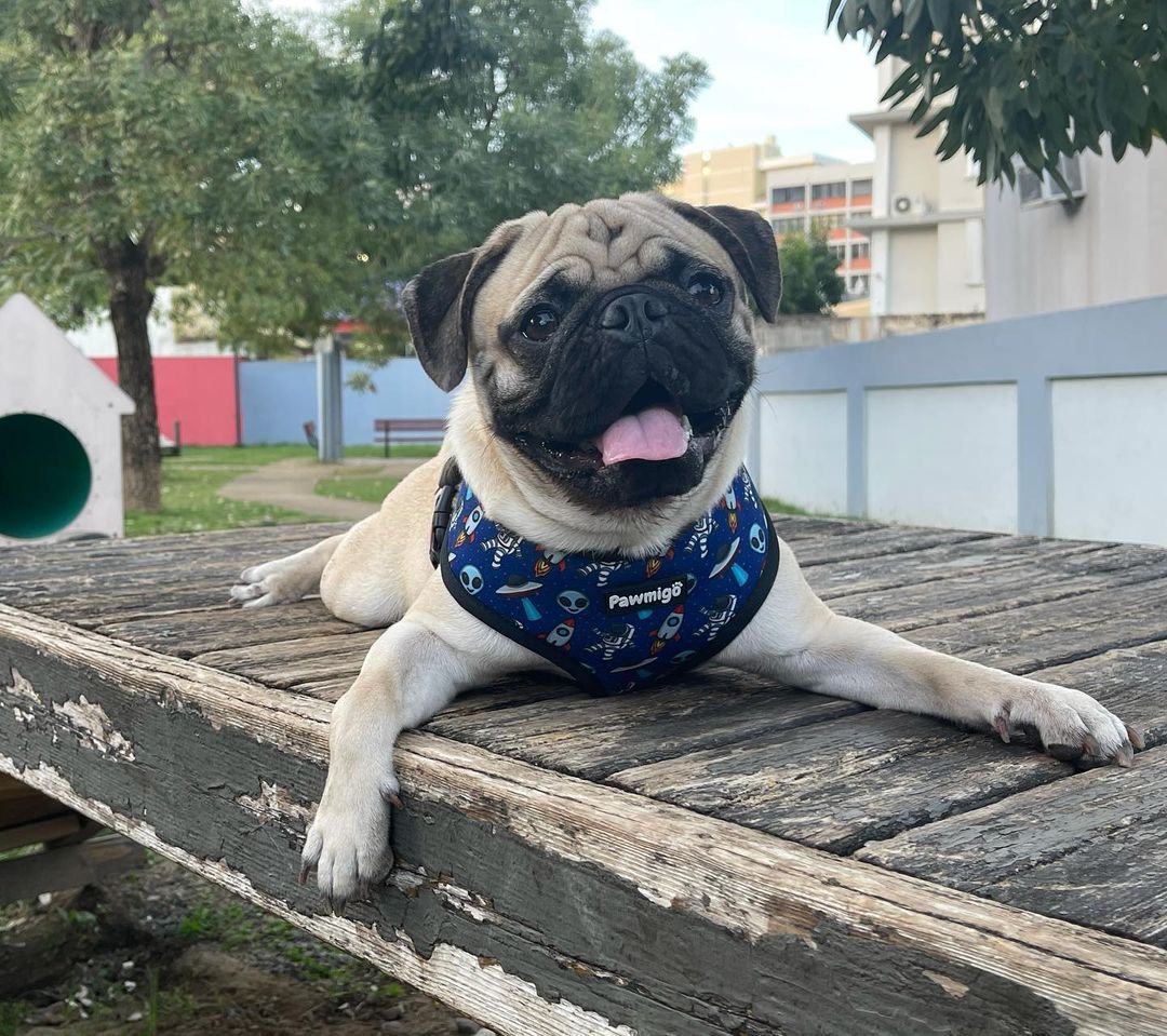 Extra-Furrestrial Reversible Harness - Southlake Paws