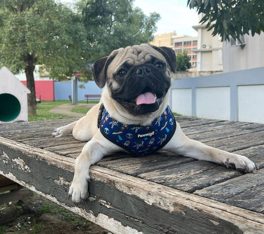 Extra-Furrestrial Reversible Harness - Southlake Paws