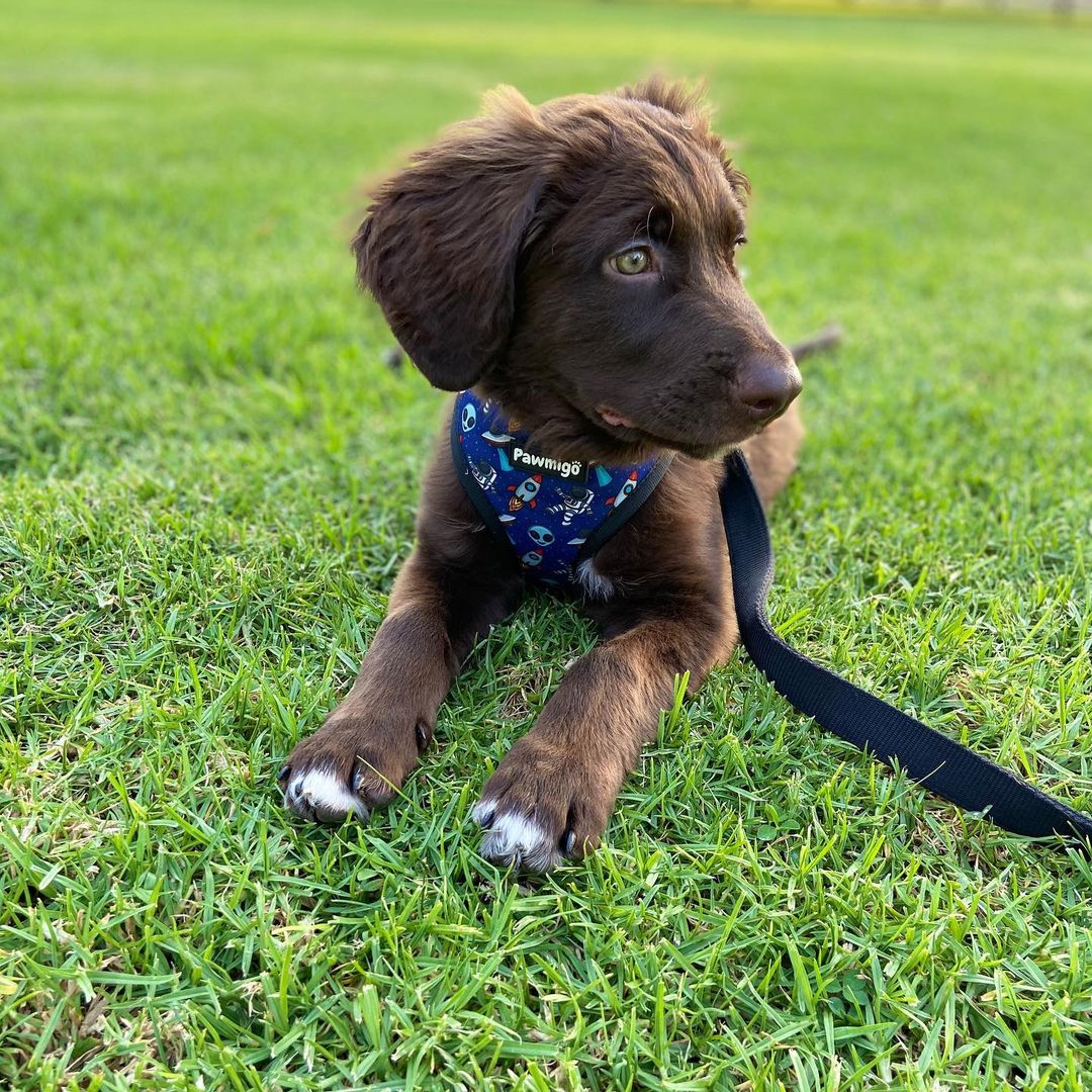 Extra-Furrestrial Reversible Harness - Southlake Paws