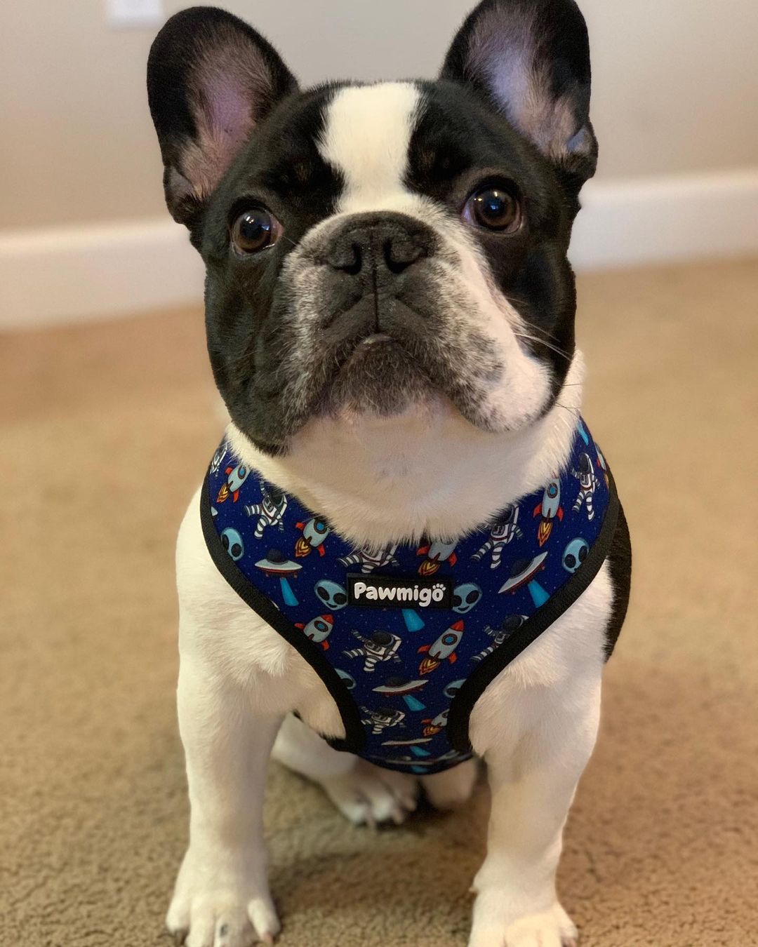 Extra-Furrestrial Reversible Harness - Southlake Paws