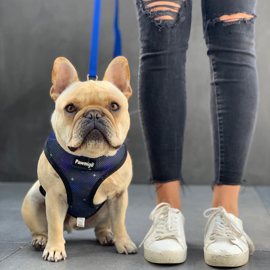 Extra-Furrestrial Reversible Harness - Southlake Paws