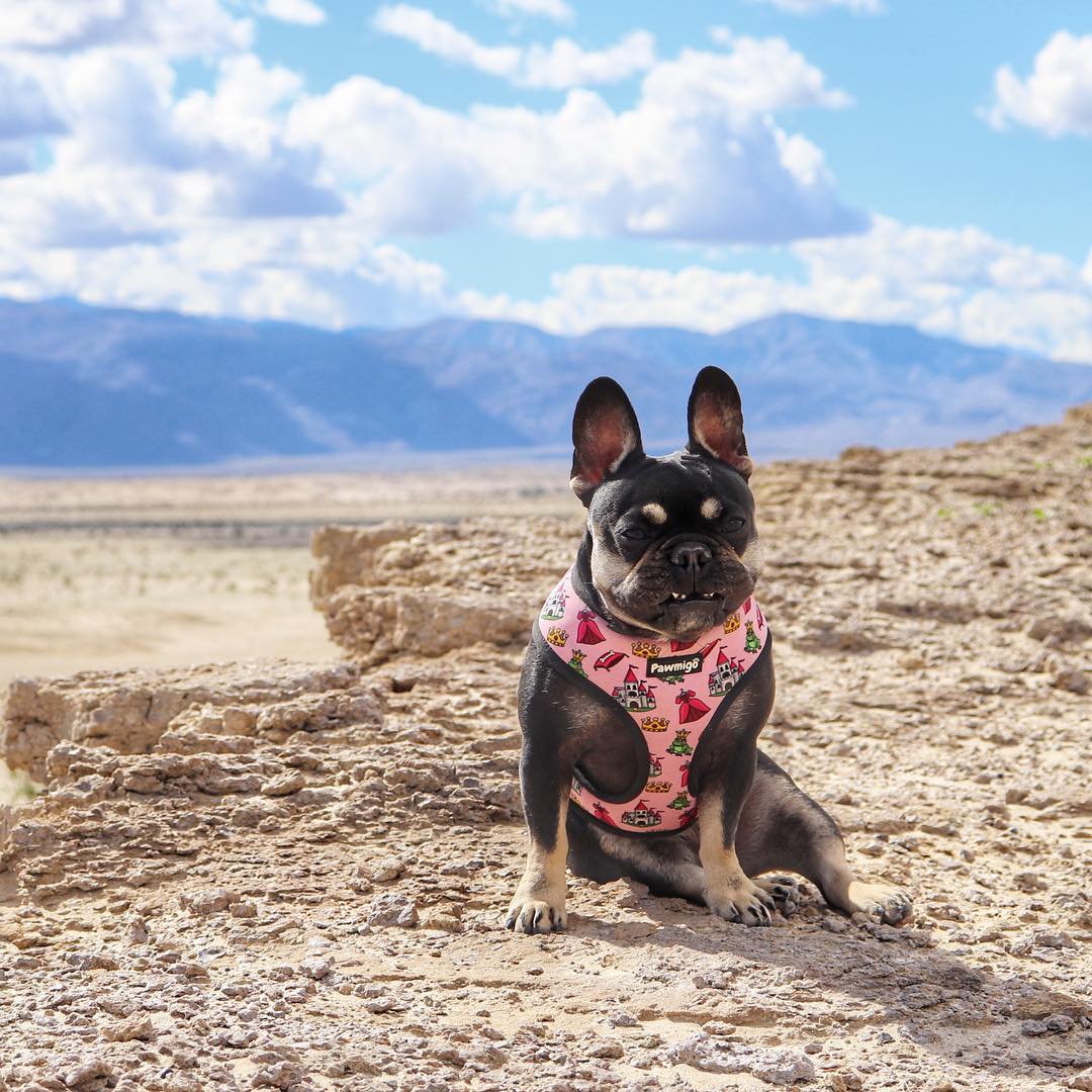 Fairytail Reversible Harness - Southlake Paws