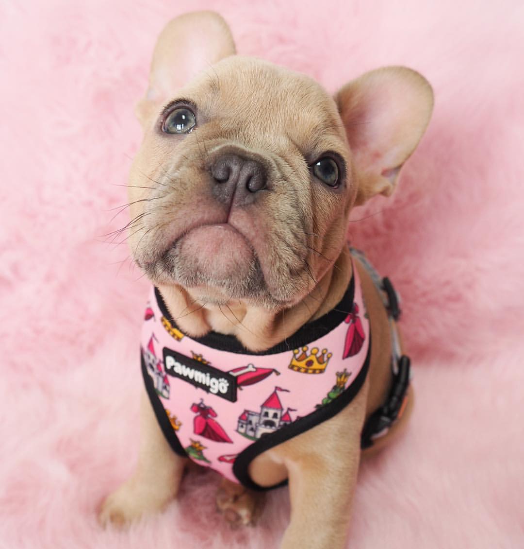 Fairytail Reversible Harness - Southlake Paws