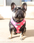 Load image into Gallery viewer, Fairytail Reversible Harness - Southlake Paws
