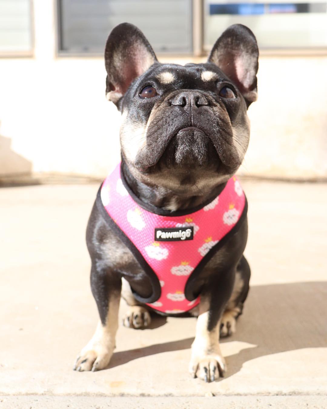Fairytail Reversible Harness - Southlake Paws