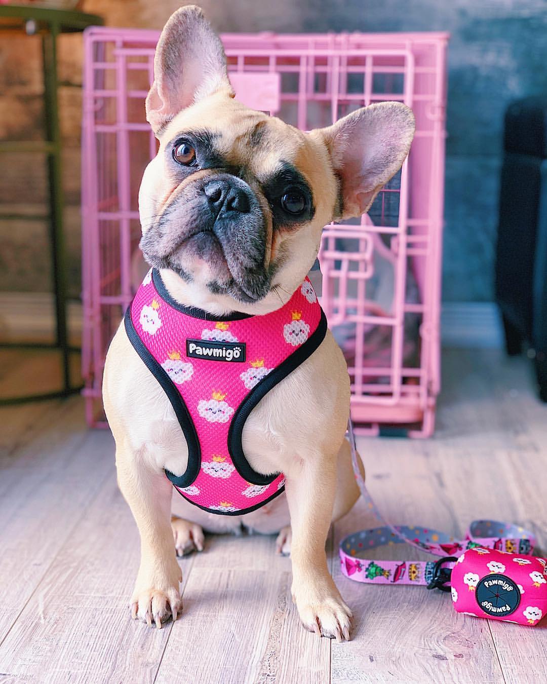 Fairytail Reversible Harness - Southlake Paws