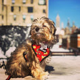 Load image into Gallery viewer, Taco Tuesday Reversible Harness - Southlake Paws
