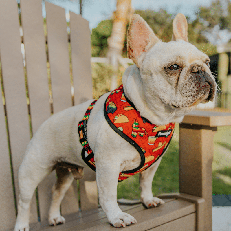 Taco Tuesday Reversible Harness - Southlake Paws