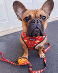 Load image into Gallery viewer, Taco Tuesday Leash Kit - Southlake Paws
