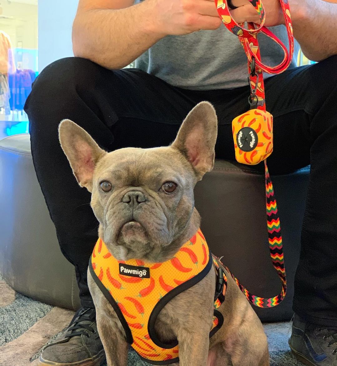 Taco Tuesday Leash Kit - Southlake Paws
