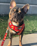 Load image into Gallery viewer, Taco Tuesday Leash Kit - Southlake Paws
