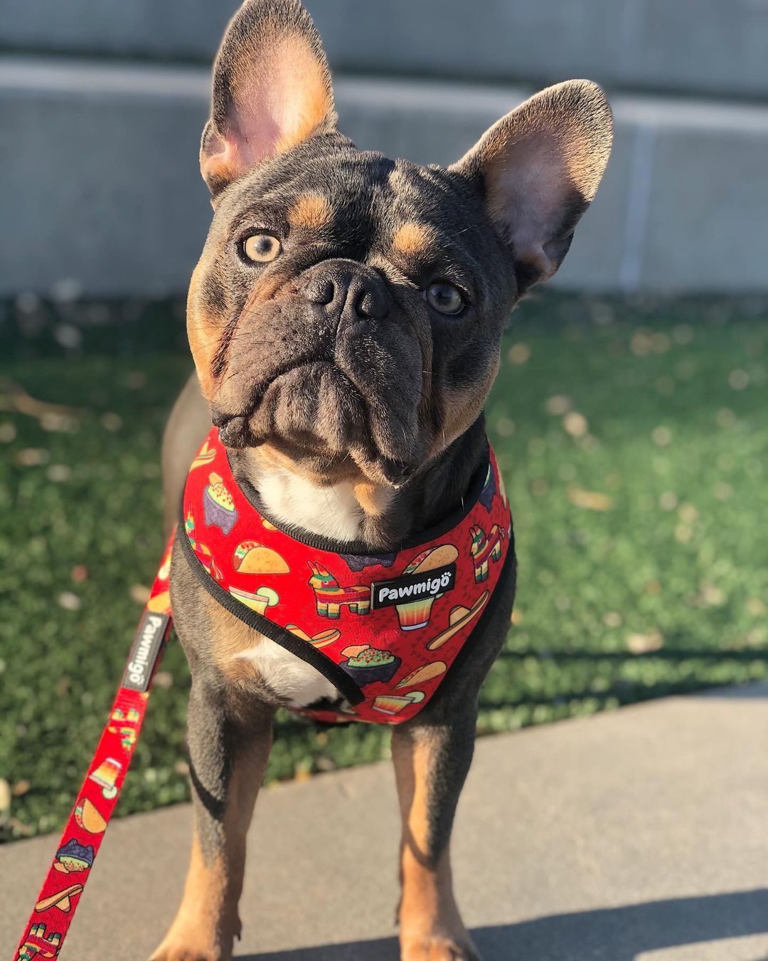 Taco Tuesday Leash Kit - Southlake Paws