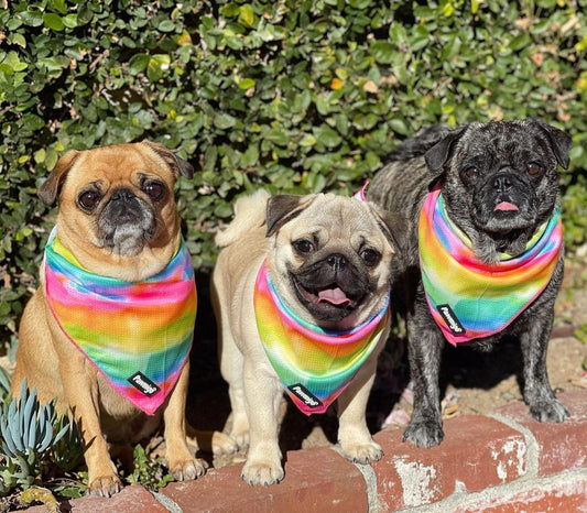 Tie-Dye For Cooling Bandana - Southlake Paws