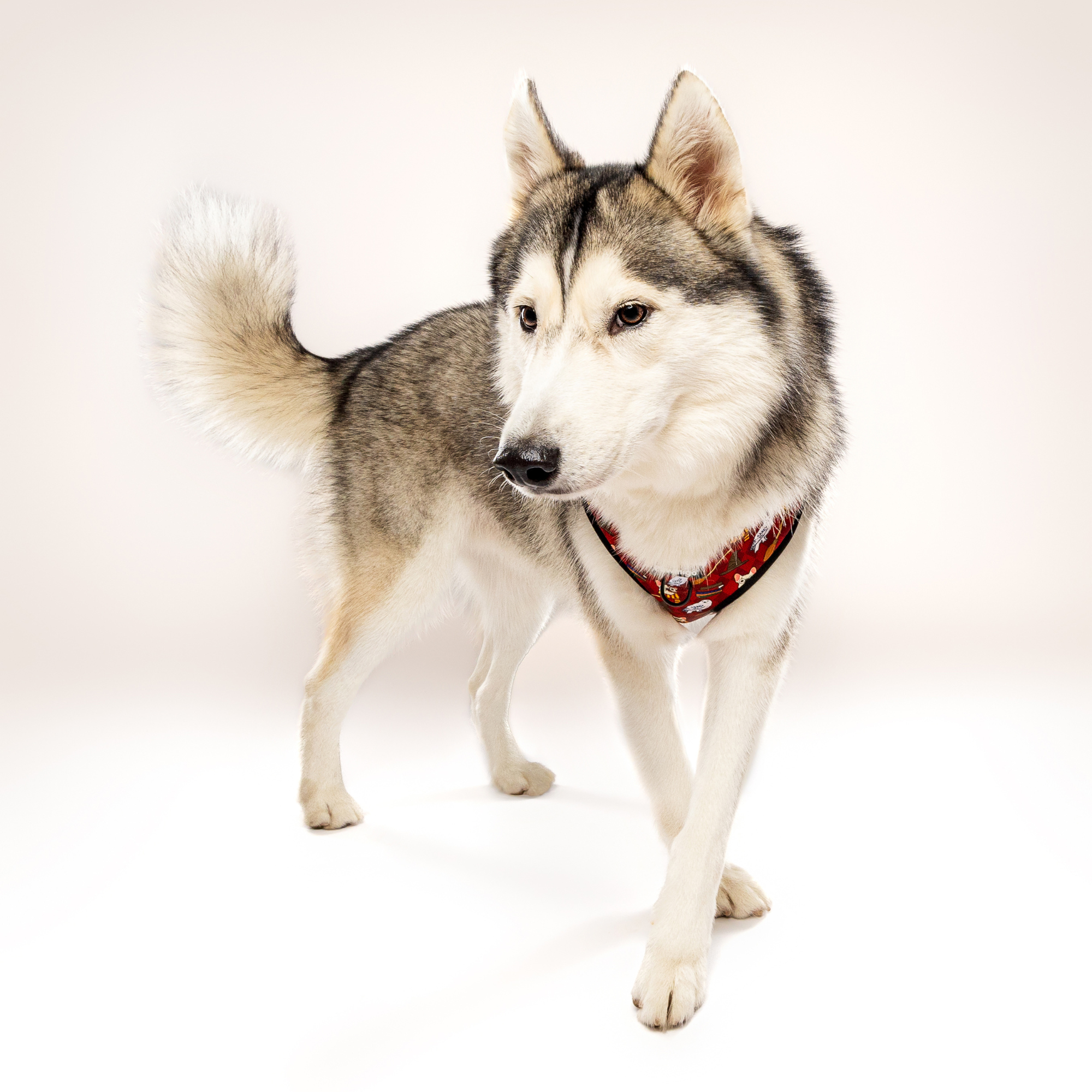 Pawgwarts Everyday Adjustable No-Pull Dog Harness - Southlake Paws