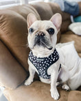Load image into Gallery viewer, Polka Dog Reversible Harness - Southlake Paws

