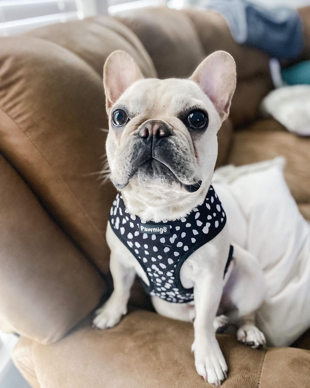 Polka Dog Reversible Harness - Southlake Paws