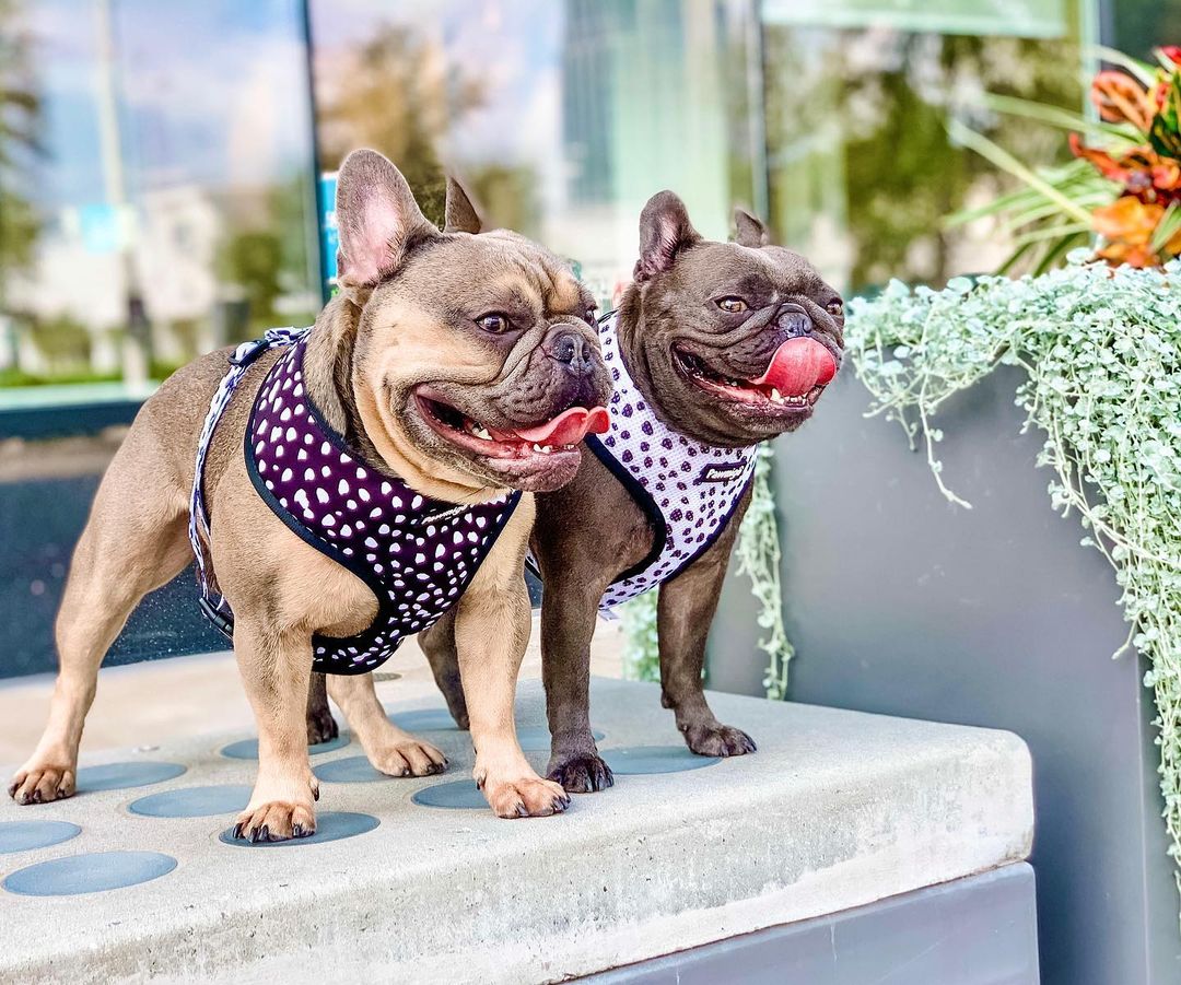 Polka Dog Reversible Harness - Southlake Paws