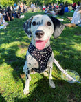 Load image into Gallery viewer, Polka Dog Reversible Harness - Southlake Paws
